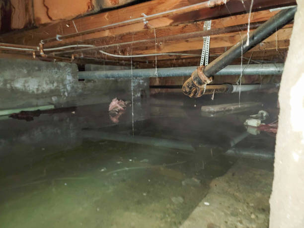 Best Carpet water damage restoration  in Berwyn, PA